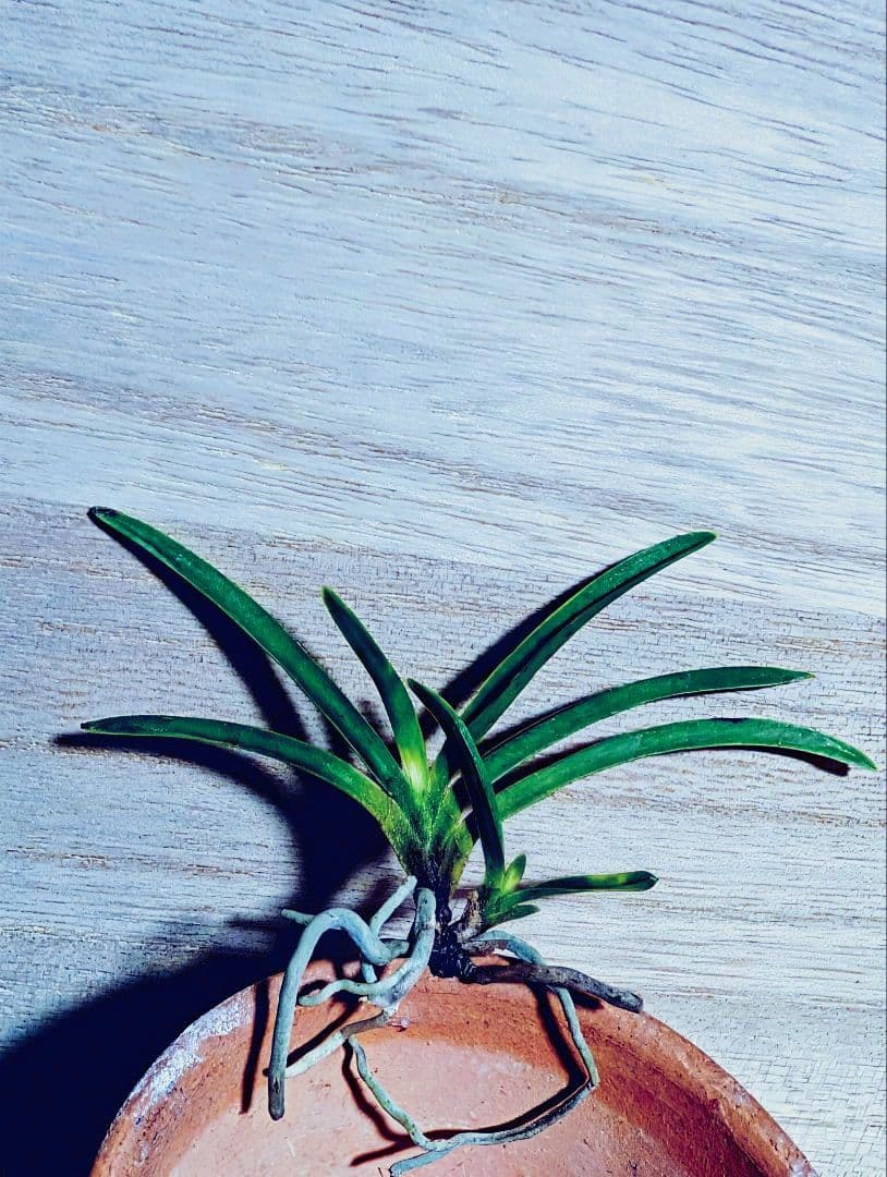 富貴蘭　金牡丹