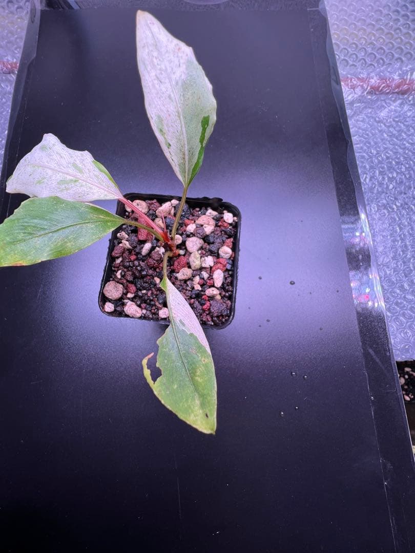 ア*ク様 セファランドラ（斑入り株）Bucephalandra Pipto