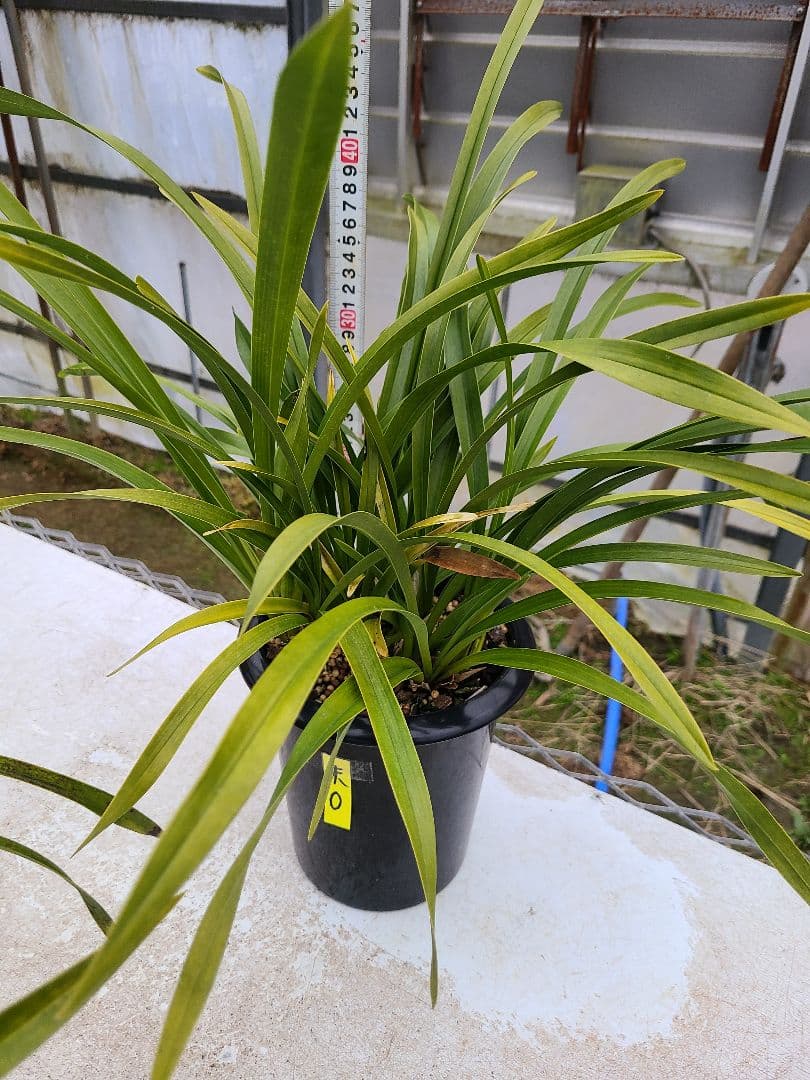 その他観葉植物 cozy