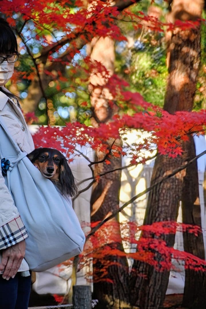 値下げ　Nikon D780 デジタル一眼レフ 超豪華セット