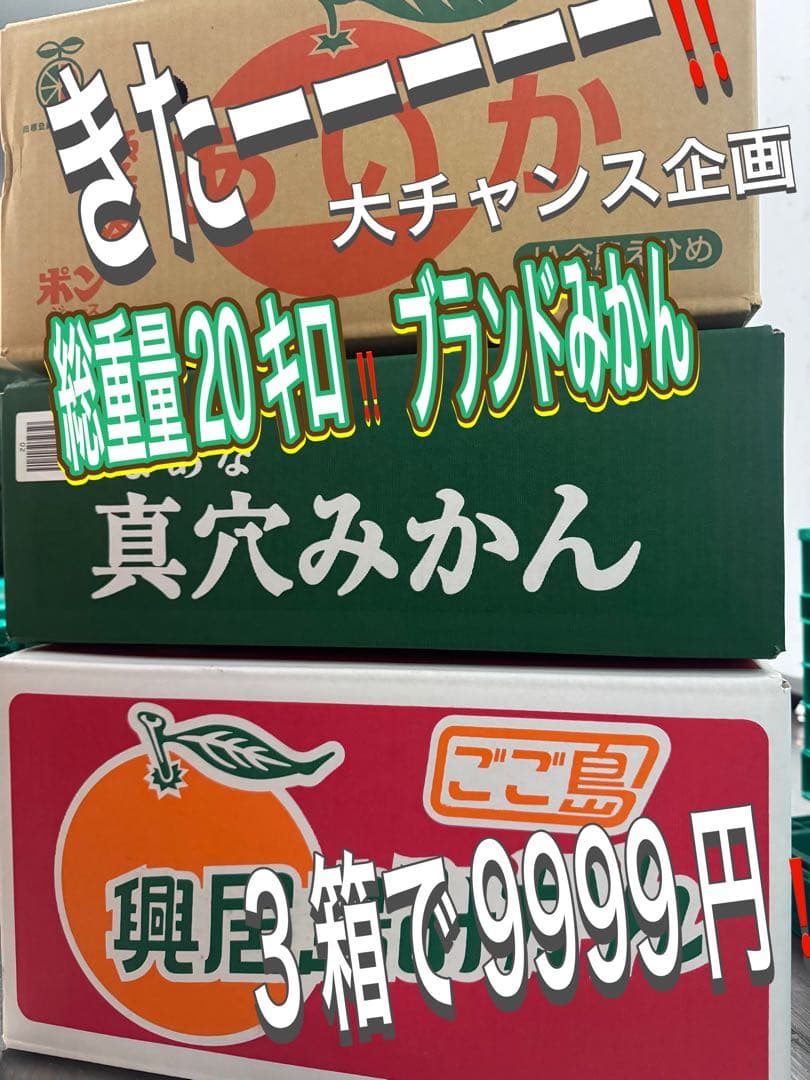 本日大チャンス企画きたーー‼️3箱同時‼️まどんな、興居島、真穴みかん9999円2