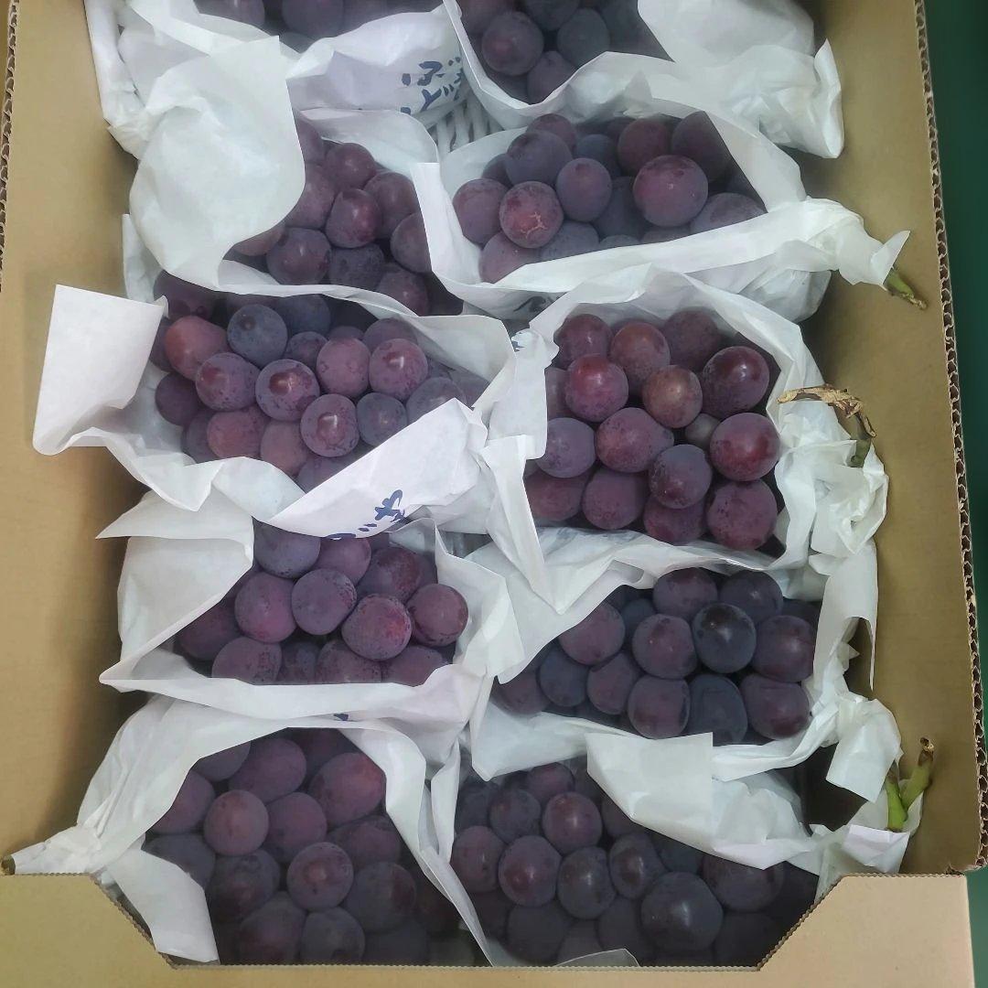 6️⃣ 山梨県産 種無し巨峰１０房 箱込み5.7キロ