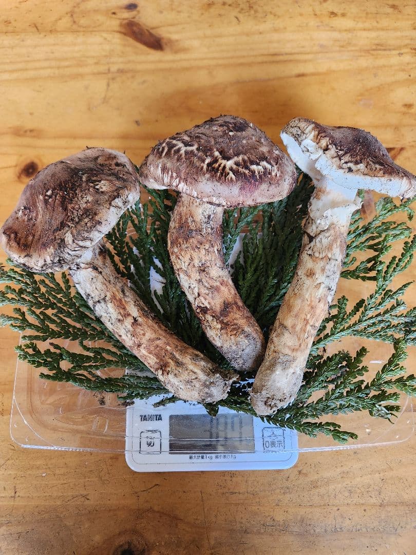 北海道産松茸　 387g