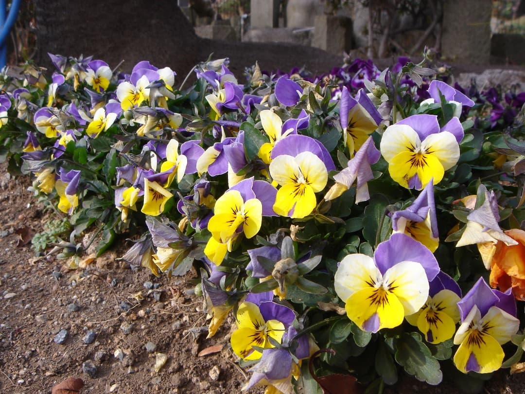 実写美⭕️美品【動作確認済】SONY Cyber-shot DSC-T33