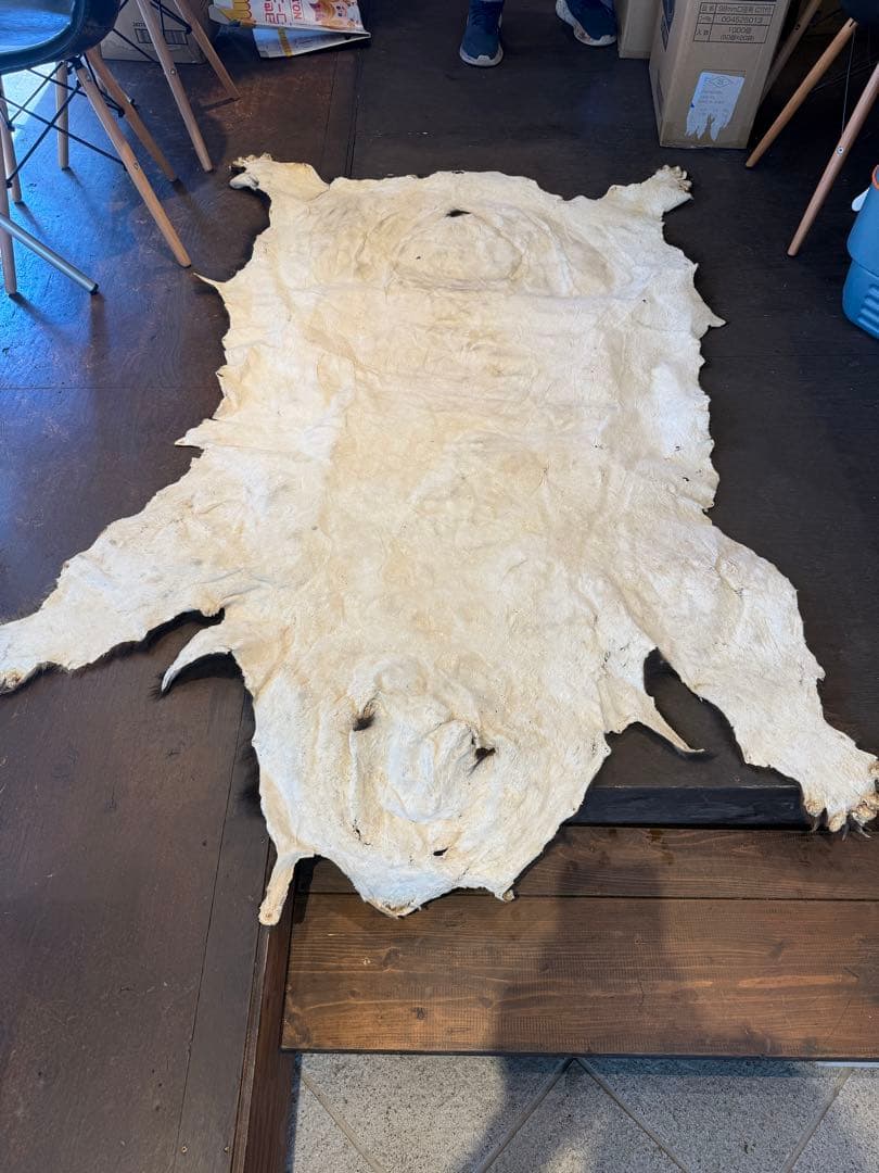 ツキノワグマ　毛皮