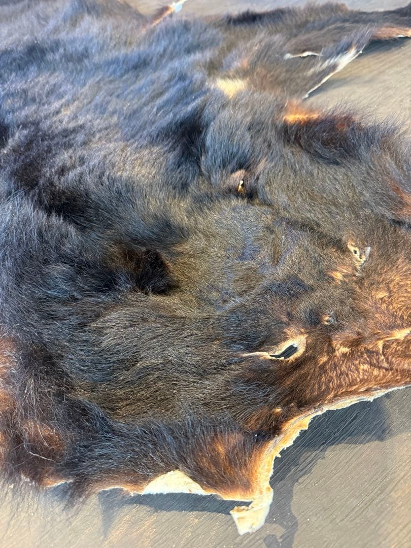 ツキノワグマ　毛皮
