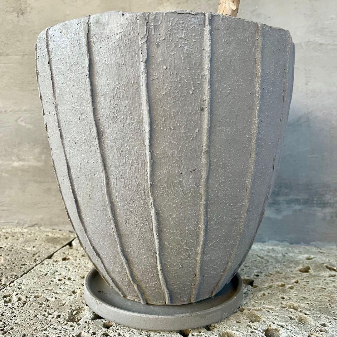 希少　フィカス　アフリカンプリンス　曲がり仕立て　陶器鉢　植え込み発送