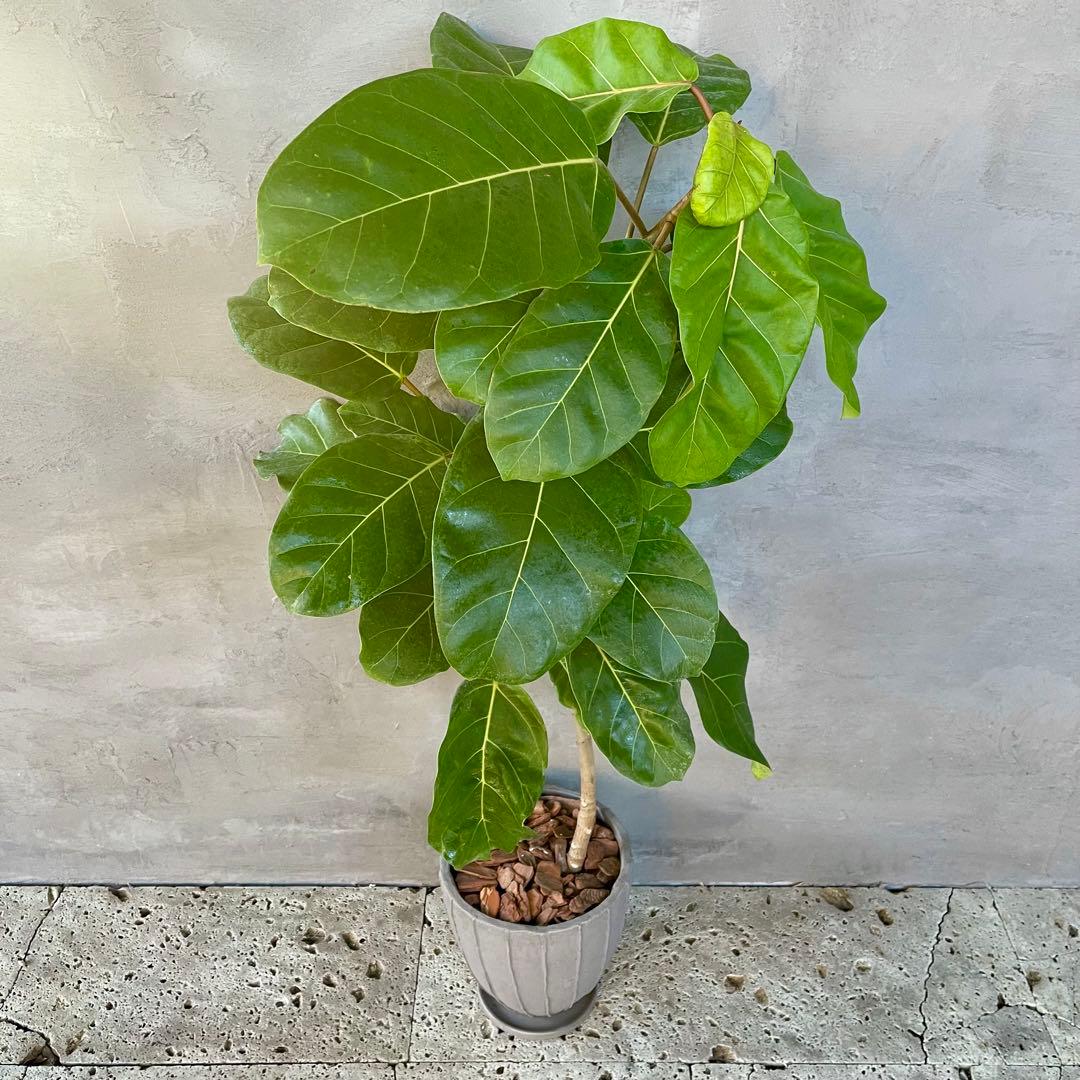 希少　フィカス　アフリカンプリンス　曲がり仕立て　陶器鉢　植え込み発送