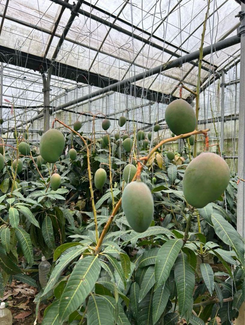 <ご家庭用/訳あり>ミニキーツマンゴー4kg ★沖縄県産★F