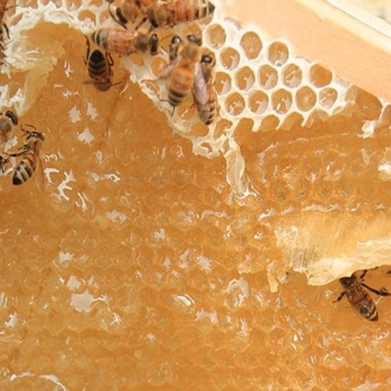 ♦️アカシア蜜１０本　生はちみつ　自家製蜂蜜