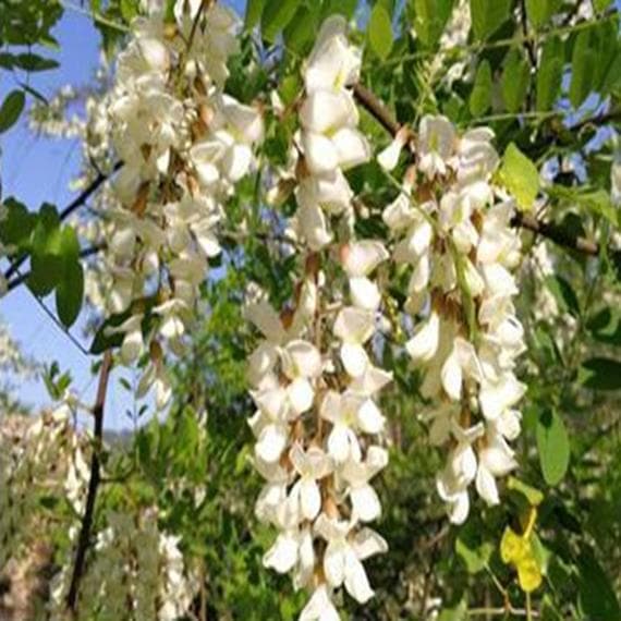 ♦️アカシア蜜１０本　生はちみつ　自家製蜂蜜