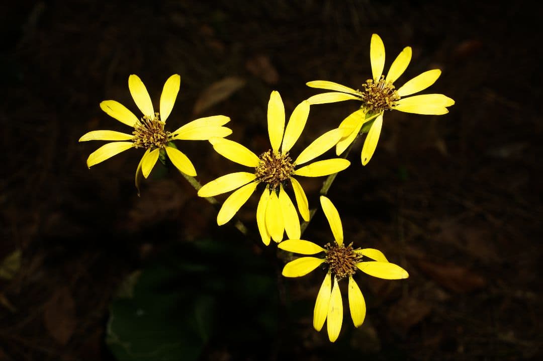 Cooke Speed Panchro 32mm f2 スピードパンクロ