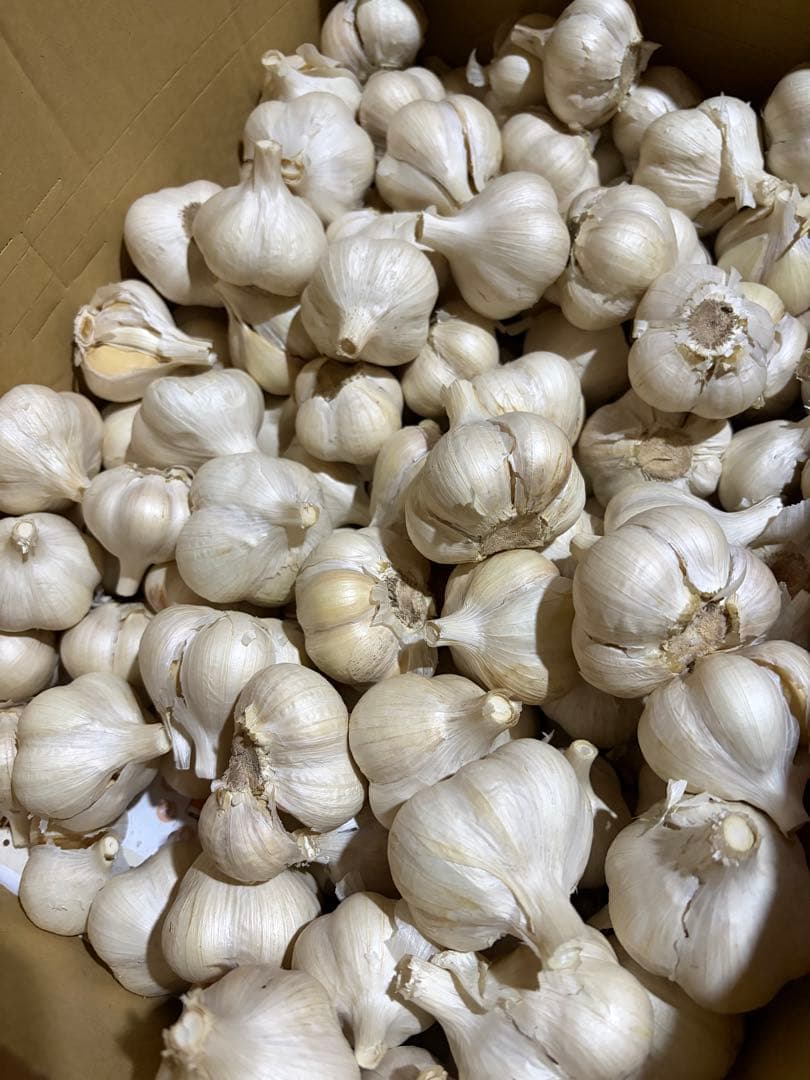 青森県産 令和７年産 生にんにく Ｍ 玉 １0ｋｇ