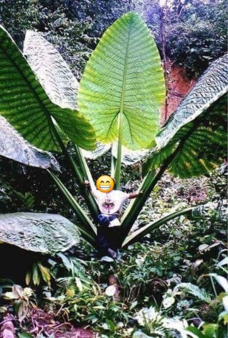 原種　世界最大　アロカシア　ロブスタ　サトイモ科　アロイド　パルダリウム　①