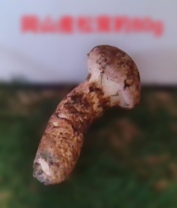 松茸つぼみ約80g