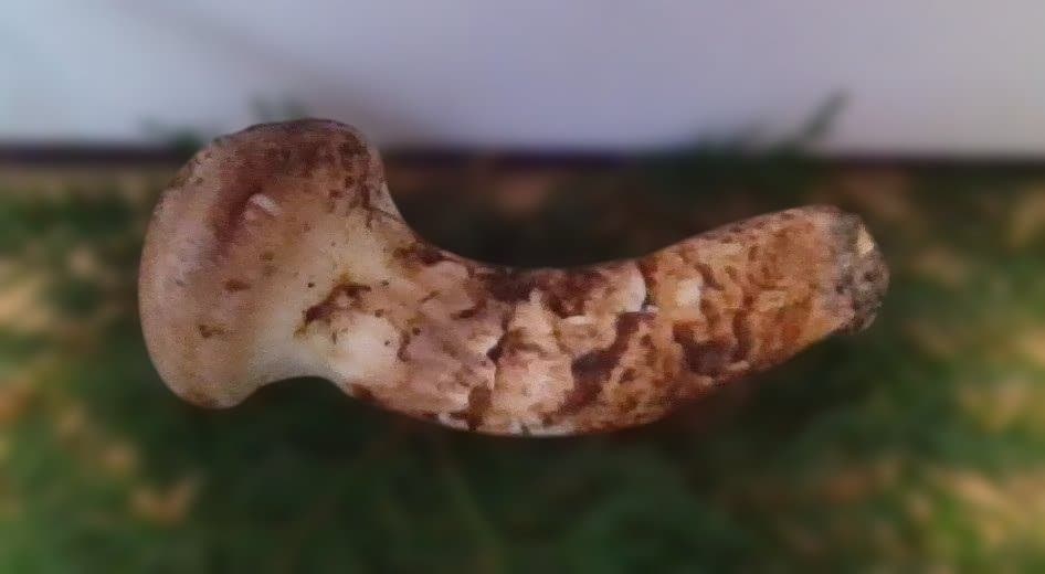 松茸つぼみ約80g