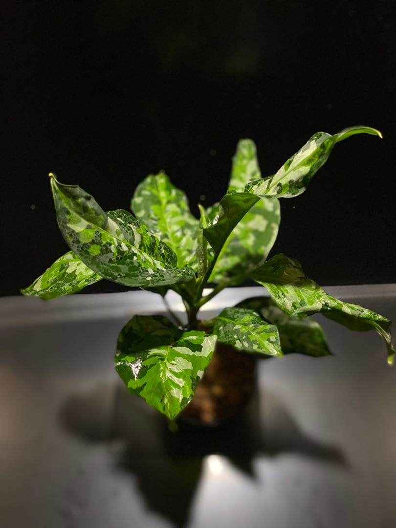 アグラオネマアンダマン　中株