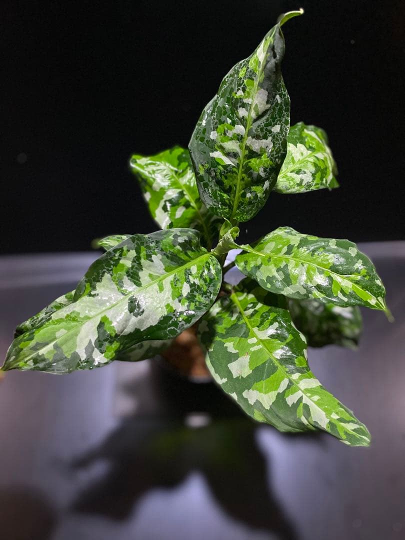 アグラオネマアンダマン　中株