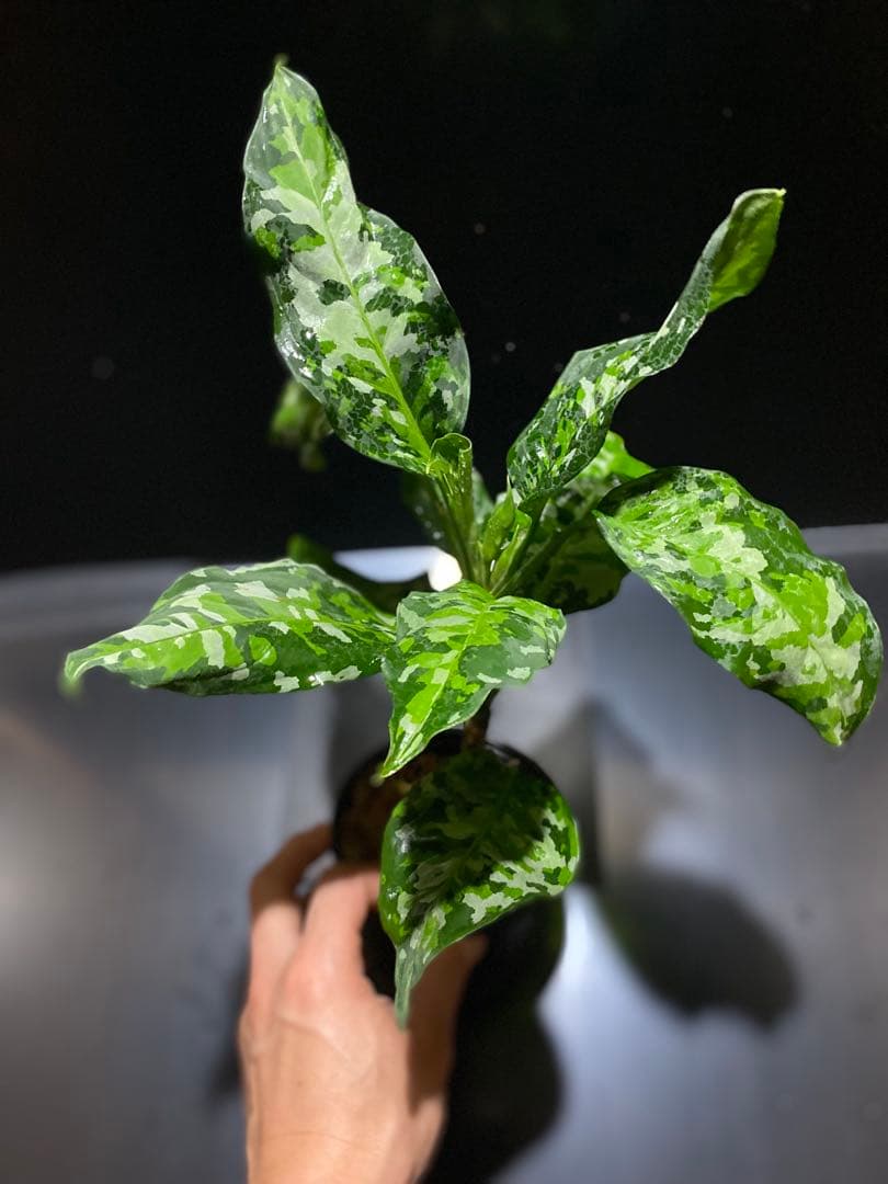 アグラオネマアンダマン　中株