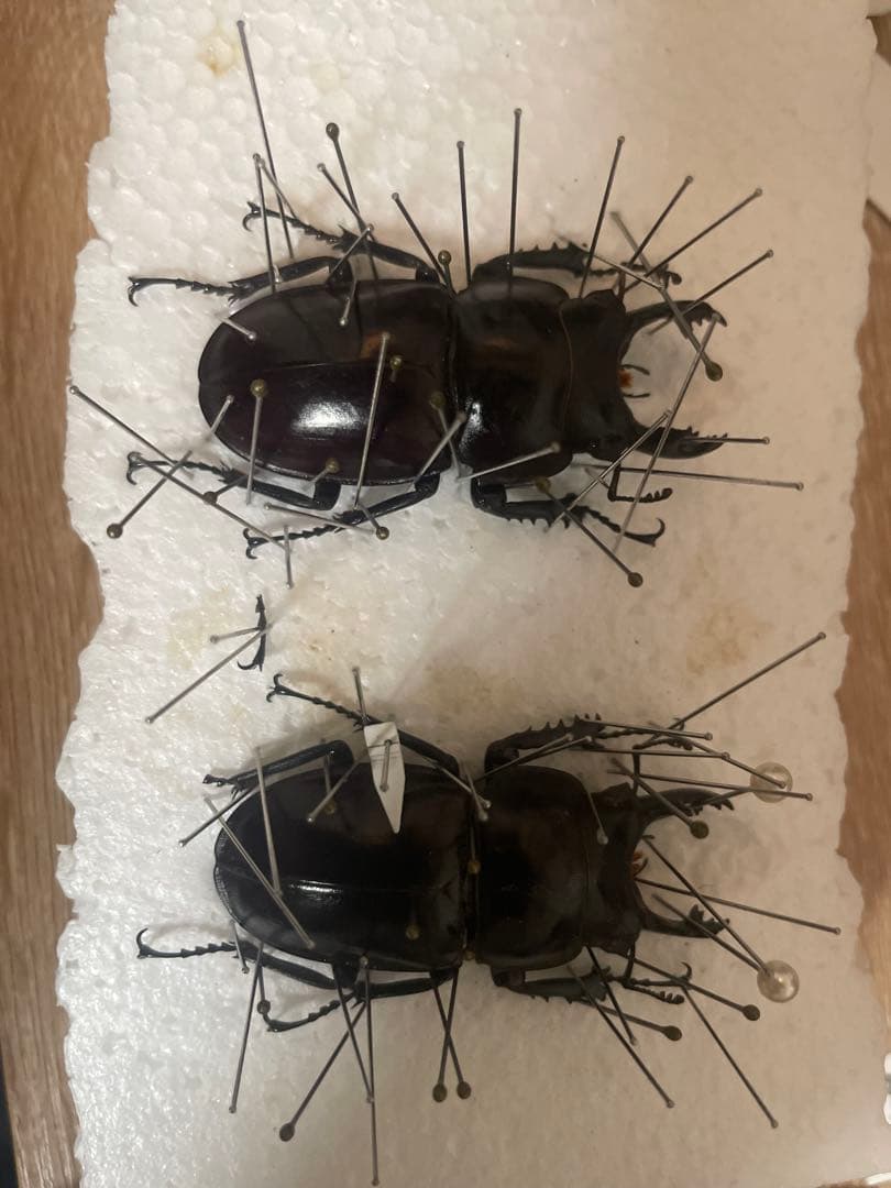 ヤエヤママルバネ大歯値下げ