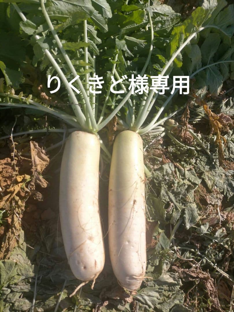 大根切り干し10キロ