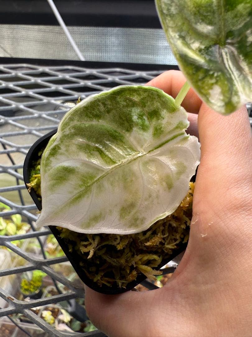 極上 アロカシア アズラニー ピンクアルボ