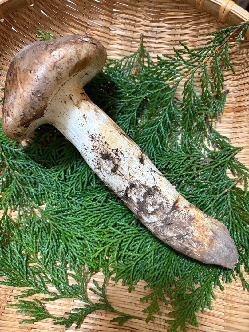 【極上】　国産松茸　　240g 徳島県産