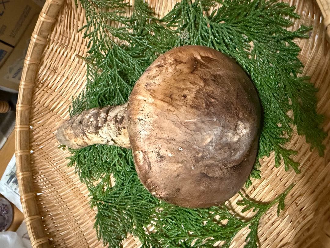 【極上】　国産松茸　　240g 徳島県産