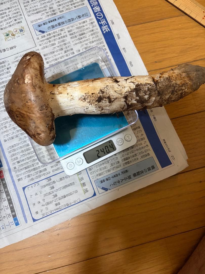 【極上】　国産松茸　　240g 徳島県産