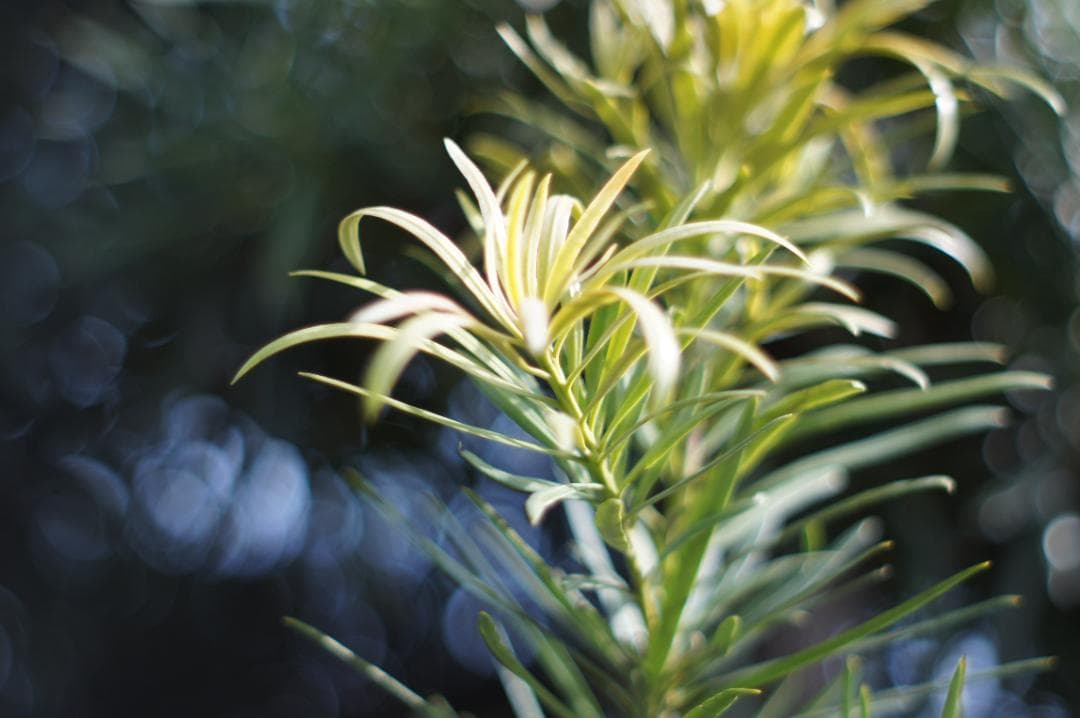 光学極美品_作例有✨ PENTAX スーパータクマー 55mm f1.8 後期型