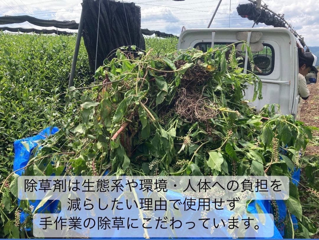 【農薬不使用】日本茶8種類飲み比べセット各(3個入り×8種類)