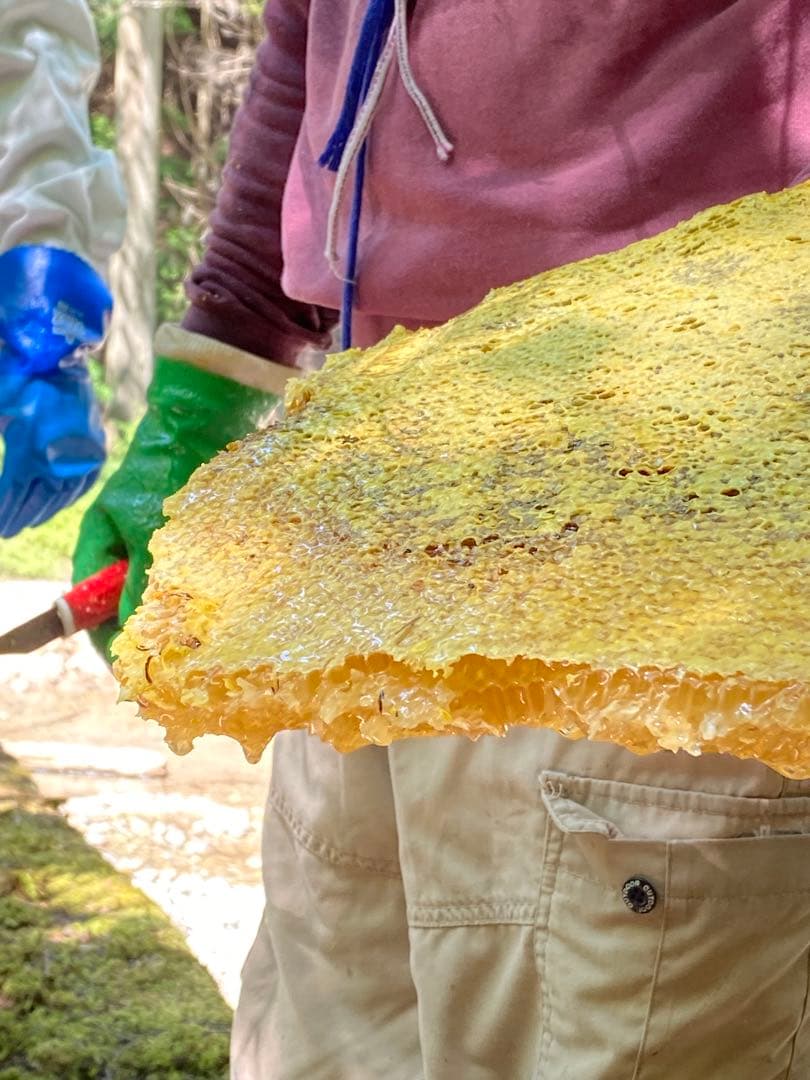 ハチミツ　日本蜜蜂の蜂蜜　奥山の奥