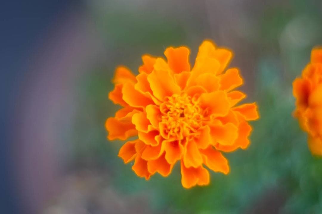 ★人気！美品★JUPITER-8 ジュピター 5cm F2 50mm Lマウント