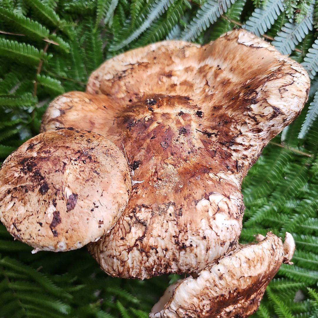 広島県産 松茸 285g