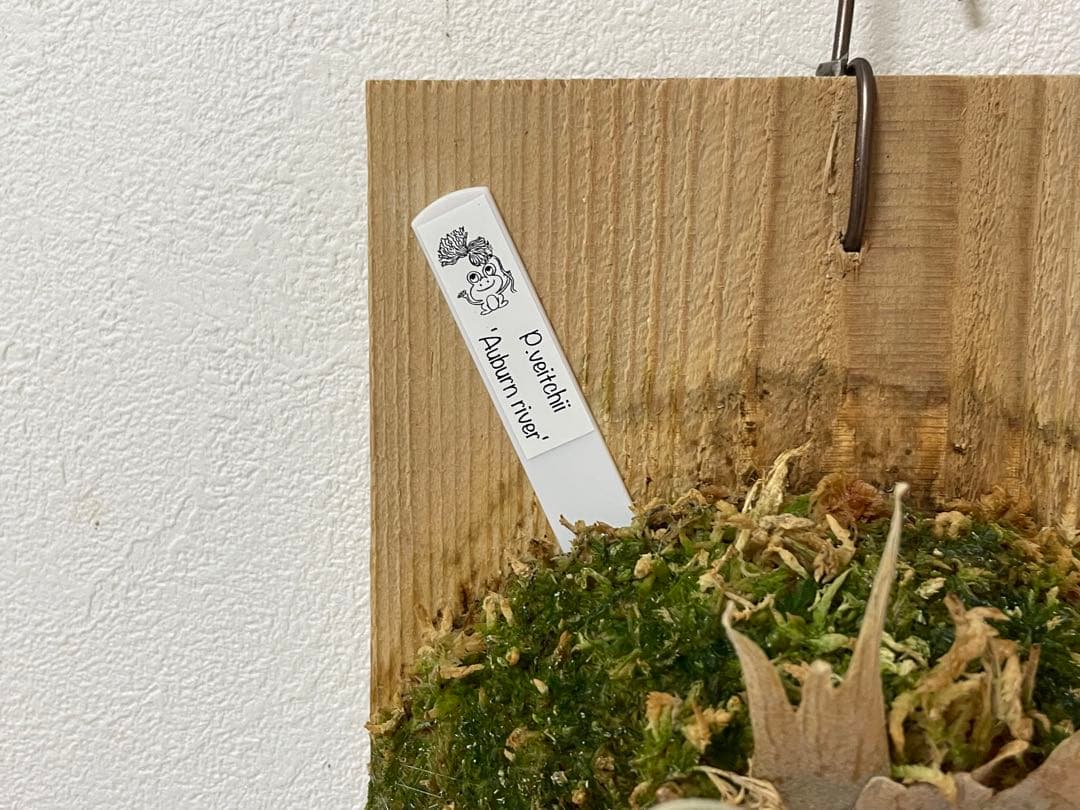 オリジナル 子株 veitchii アーバンリバー AR ベイチー ビカクシダ