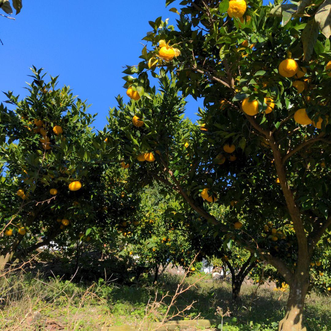 完熟本柚子２０kg（美品）。鍋料理、ポン酢、柚子胡椒、柚子味噌、ジャム、柚子湯