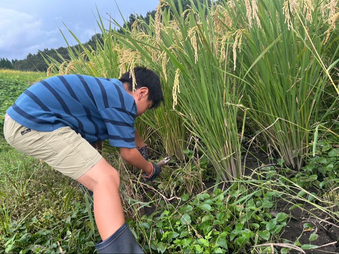 2025年産　新米　ヒノヒカリ　大分産　10kg