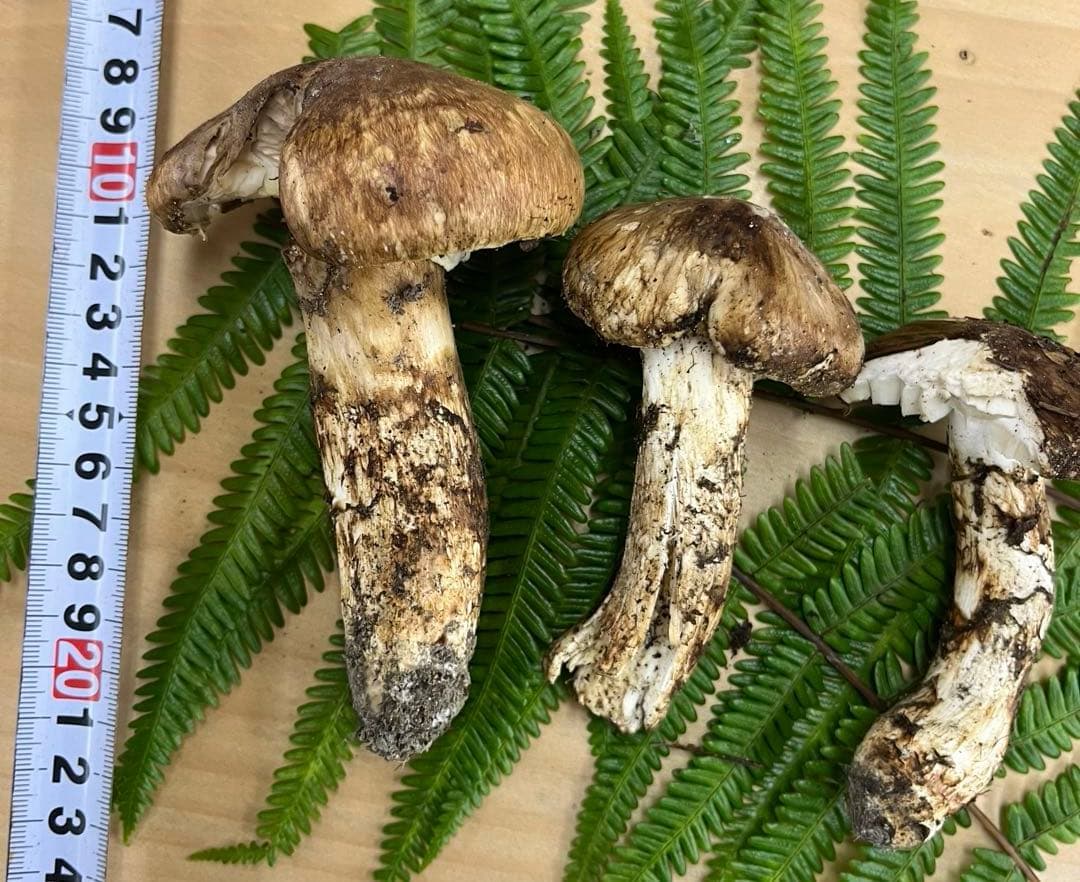 送料無料 岡山県中国山地産 松茸 295g＋おまけ1本 朝採れ