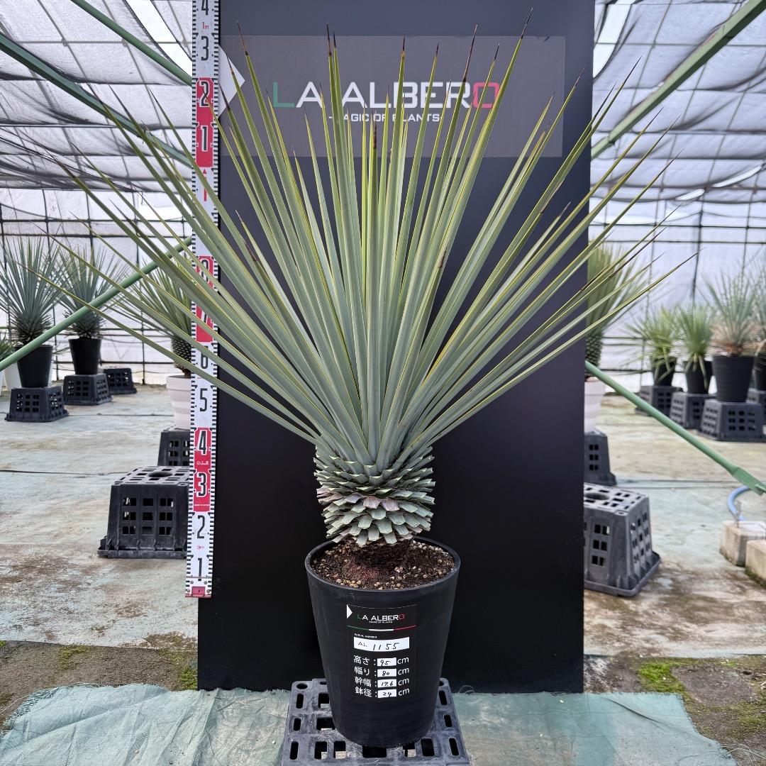 【AL1155】ユッカ　リギダ