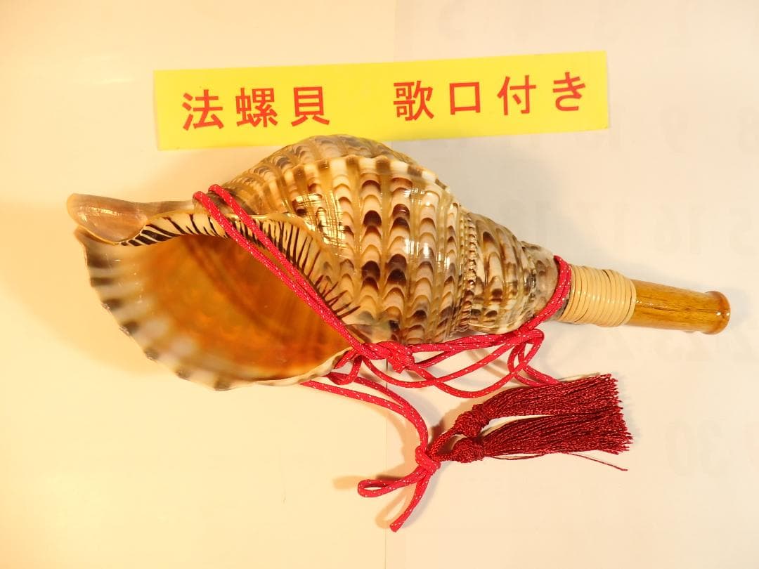 法螺貝 約37㎝ 木製歌口,赤紐付　新品　 MH-445