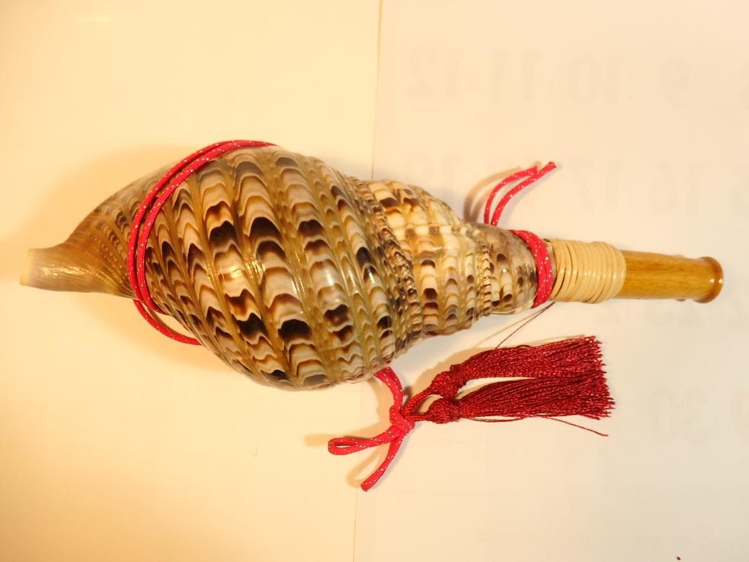 法螺貝 約37㎝ 木製歌口,赤紐付　新品　 MH-445