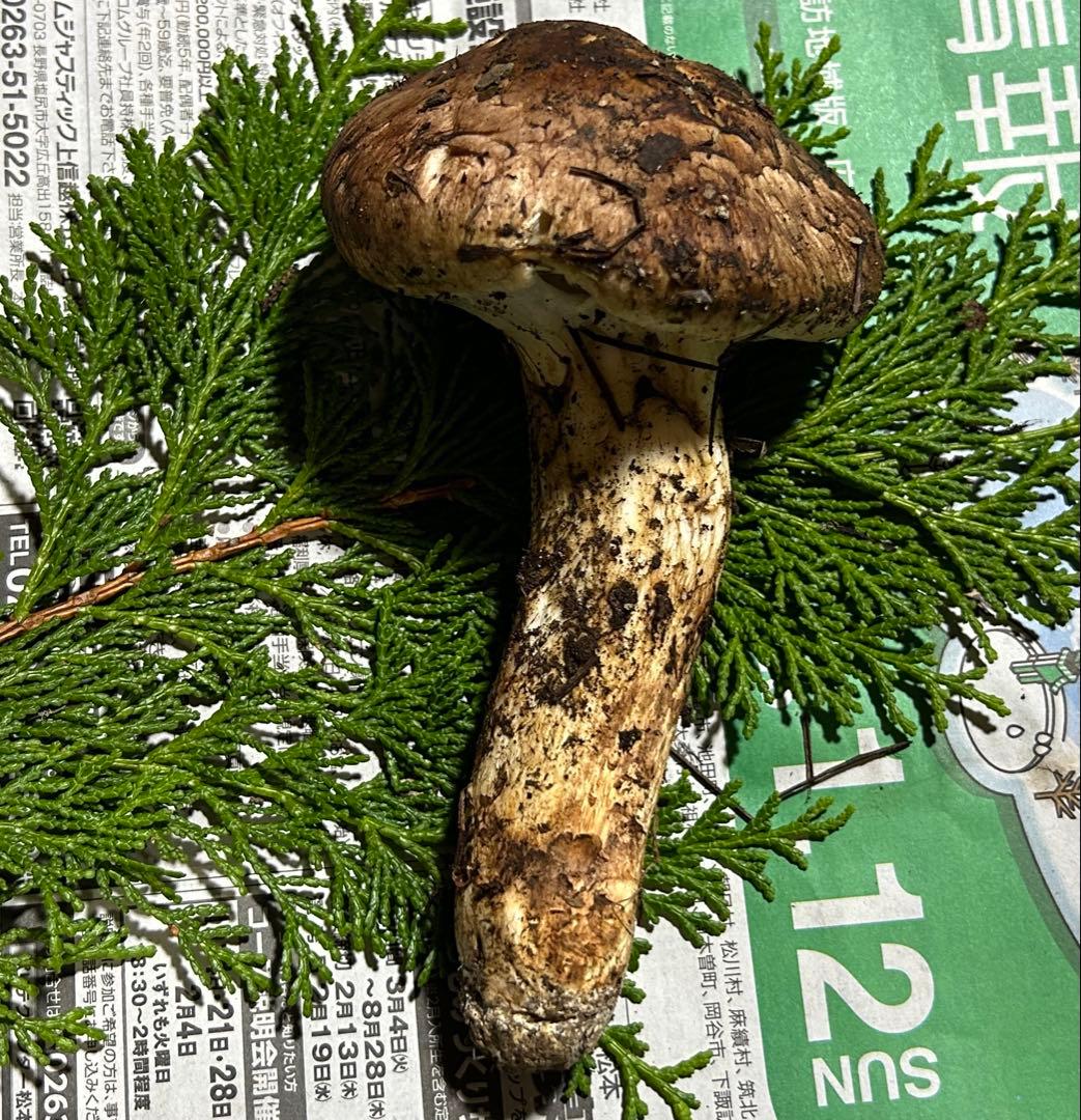☆信州産松茸☆今現在約100グラム☆まつたけ☆クール便送料着払い☆国産松茸☆③☆