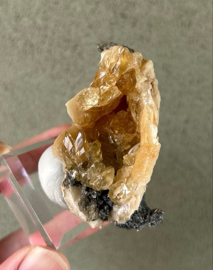 最終価格 希少 フロリダ州産 貝 化石 カルサイト