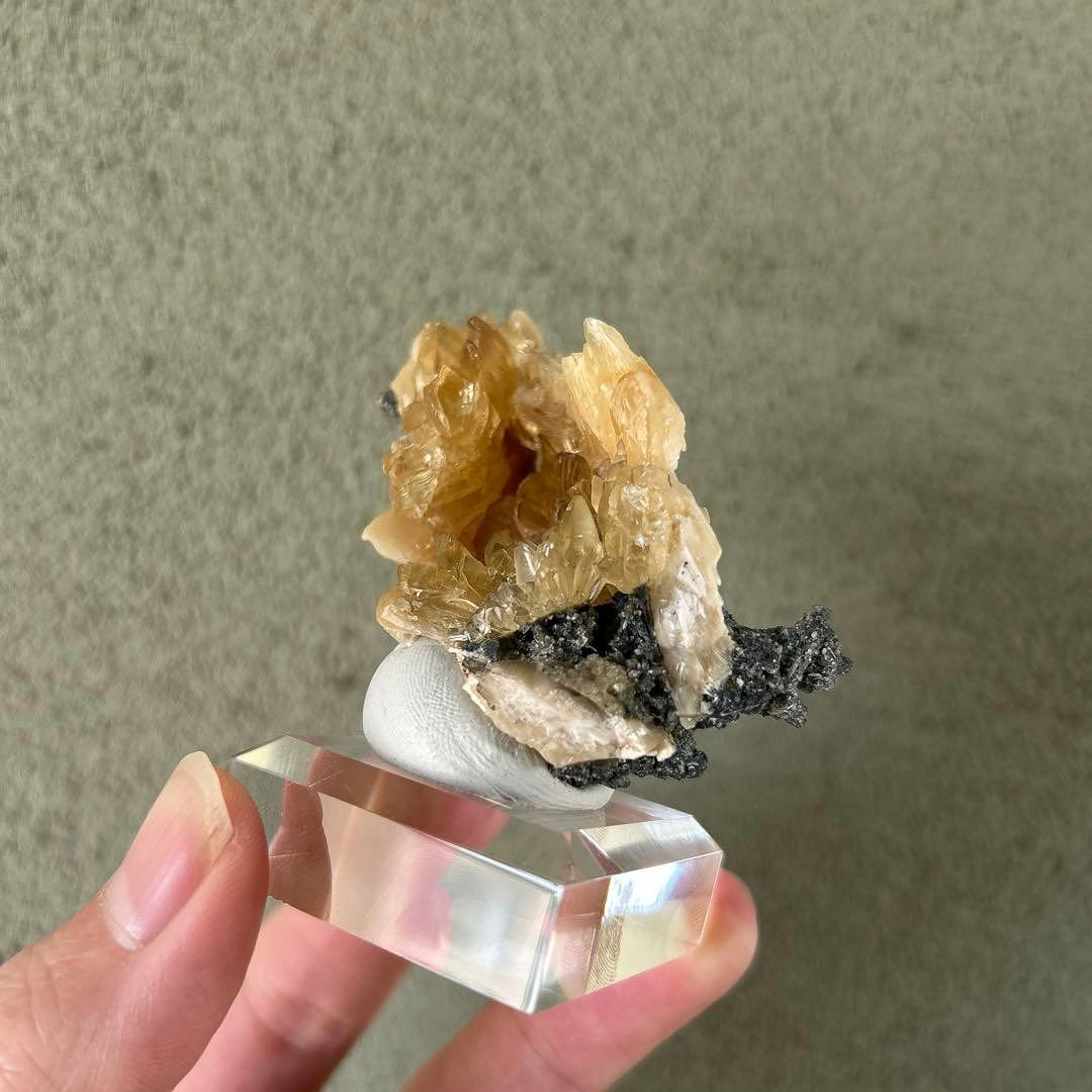 最終価格 希少 フロリダ州産 貝 化石 カルサイト