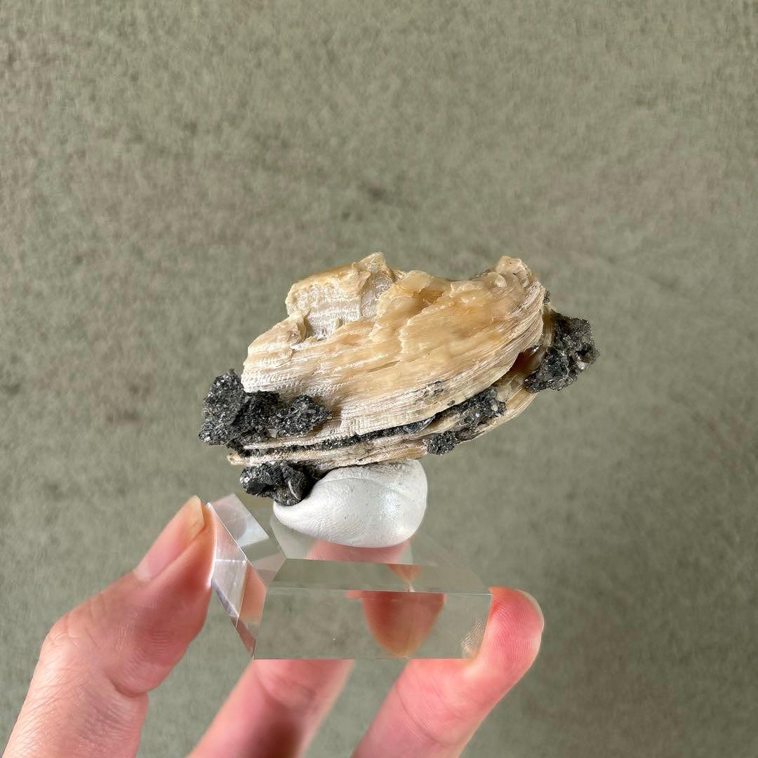 最終価格 希少 フロリダ州産 貝 化石 カルサイト