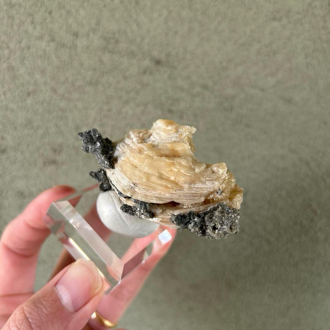 最終価格 希少 フロリダ州産 貝 化石 カルサイト