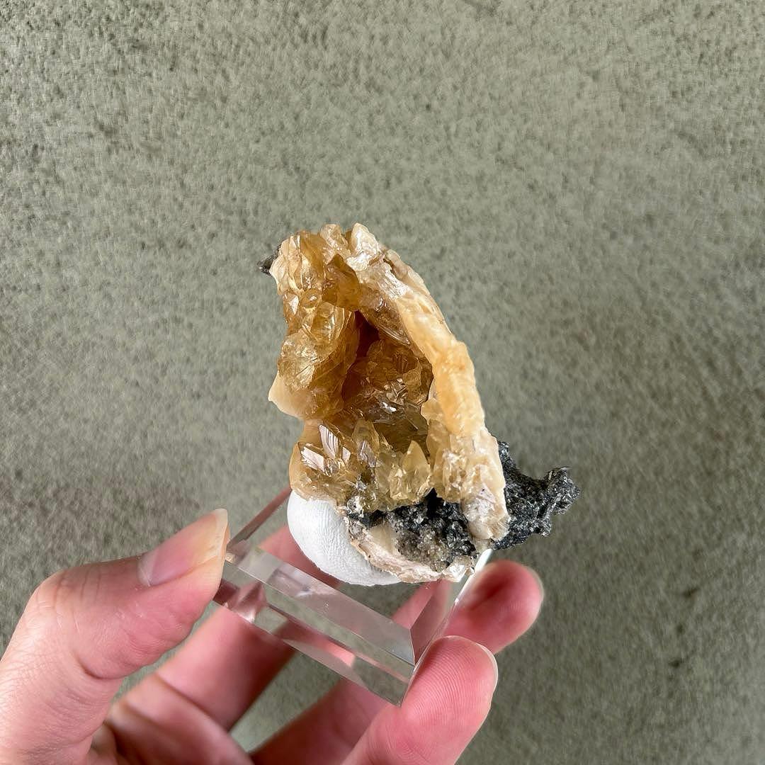 最終価格 希少 フロリダ州産 貝 化石 カルサイト