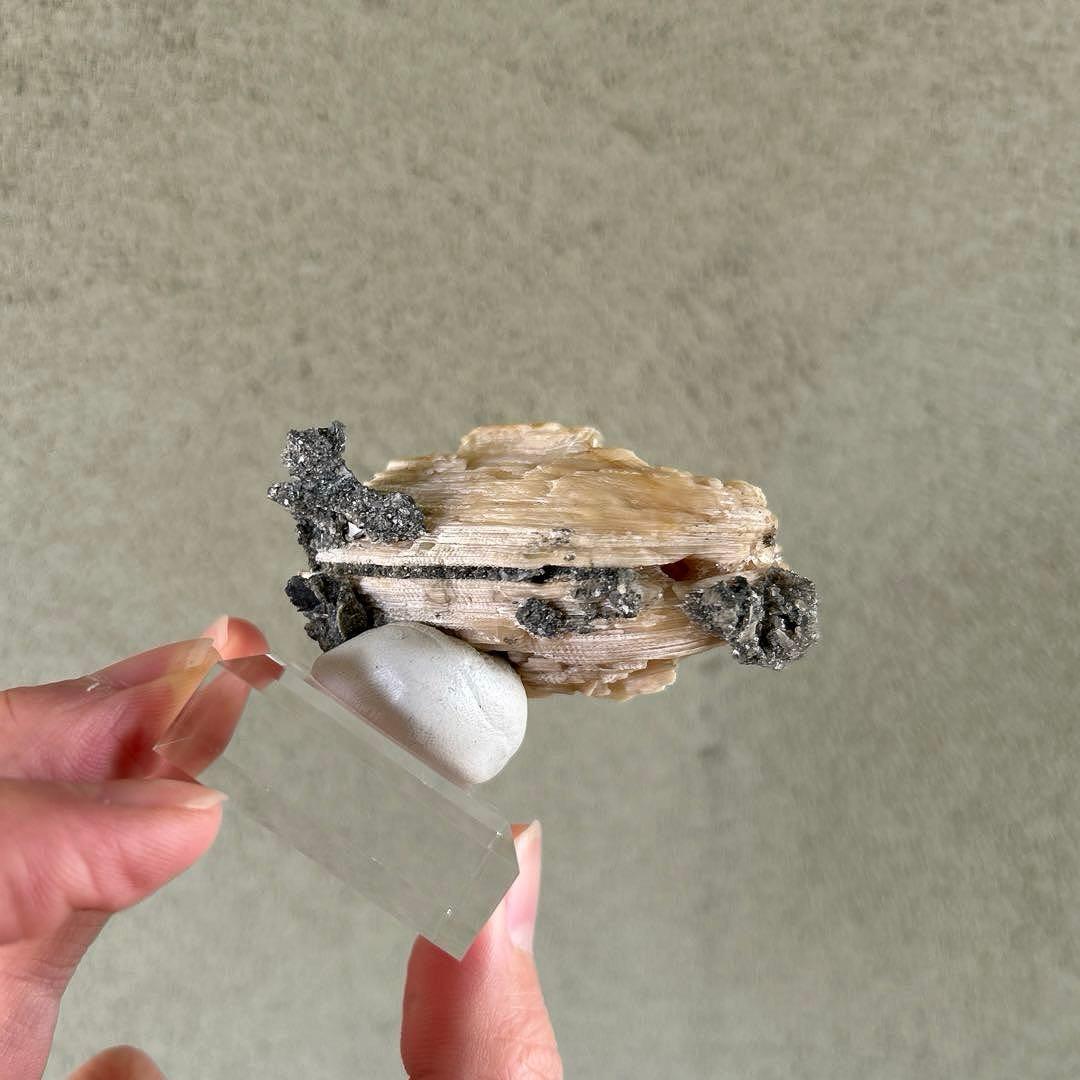 最終価格 希少 フロリダ州産 貝 化石 カルサイト