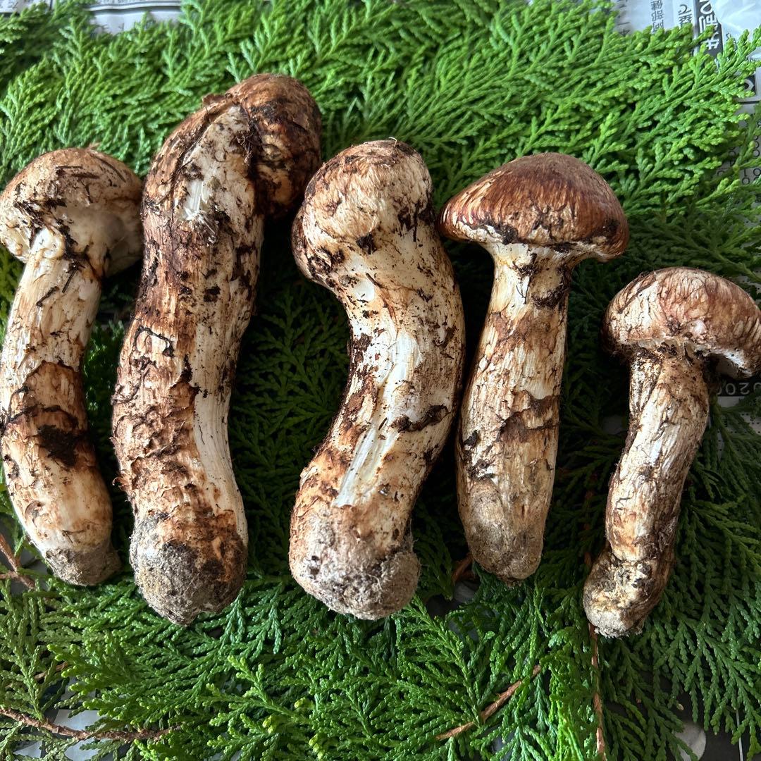 岩手県産‼️天然松茸‼️150ｇおまけ付き(40ｇ)