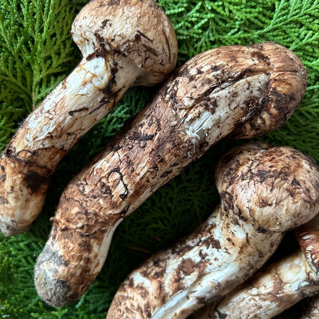 岩手県産‼️天然松茸‼️150ｇおまけ付き(40ｇ)